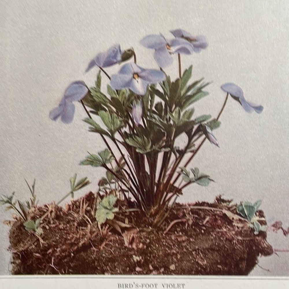 🖤5/$25 Antique Botanical Violet Plant Print Original violet flower plant - Picture 7 of 7